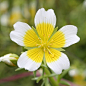 Limnanthes Alba (Meadowfoam) Seed Oil;Meadowfoam Seed Oil；Limnanthes Alba Seed Oil；Meadowfoam；白池花；白池花籽油；白芒花；白芒花籽油