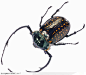 昆虫世界-红色斑点的甲虫
