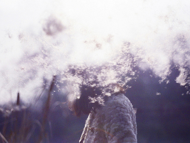 VOL.492 Dandelion