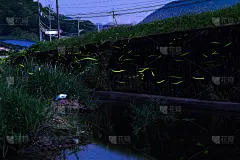 浮动源氏萤火虫