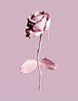 Fragility : I splashed roses with pink paint and photographed them