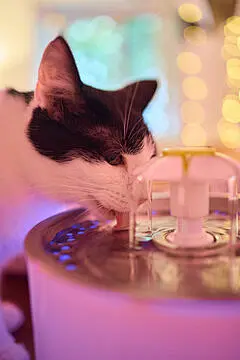 点击来源直接获取大图文件 |一只长着胡须的猫正在宠物饮水器中喝水