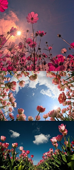 彩雲追月采集到花