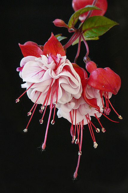 花卉