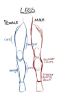 Drawing Tips - Imgur -legs male vs female