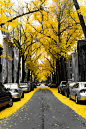 Wash DC in the fall