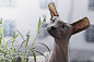 当动物们遇到雅加达的设计师 Aditya Aryanto 时，总是非常方。
-
“Minecraft in Real Life” by Aditya Aryanto
behance.net/aditya_arryant ​​​​
