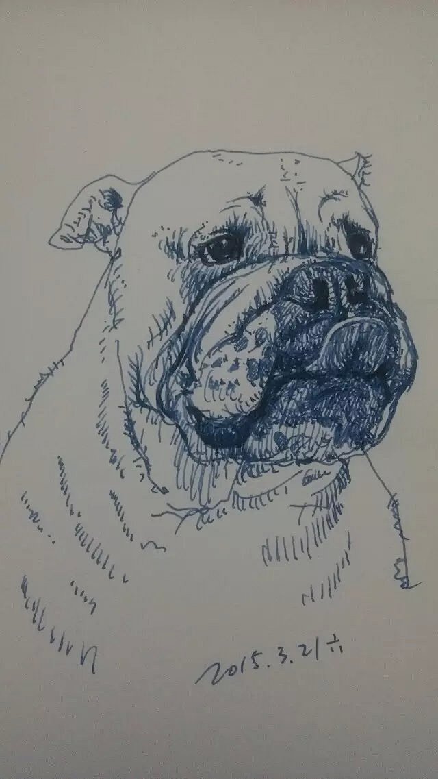 钢笔速写牛头犬
