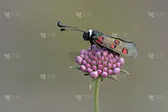 在自然环境中夜间活动的蝴蝶