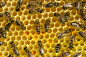 蜜蜂,蜂蜜,黄蜂巢,黄蜂,蜂蜡,养蜂,美,水平画幅,纯净,夏天