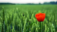 唯美自然鲜花合集电脑屏幕桌面壁纸3