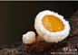 

Lachnellula occidentalis，盘菌科、白毛杯菌属小红白毛杯菌，别名小红肉盘菌，异名Lachnellula occidentali (Hahn 妈，原来雪蛋在这！
& Ayers) Dharne。 囊盘小。初期至后期呈漏斗状，直径0.5-2cm。子实层面橘黄至鲜红色，外侧面白色，并有很细的绒毛。