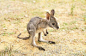 I Think Baby Kangaroos Are My New Favourites! | Cutest Paw