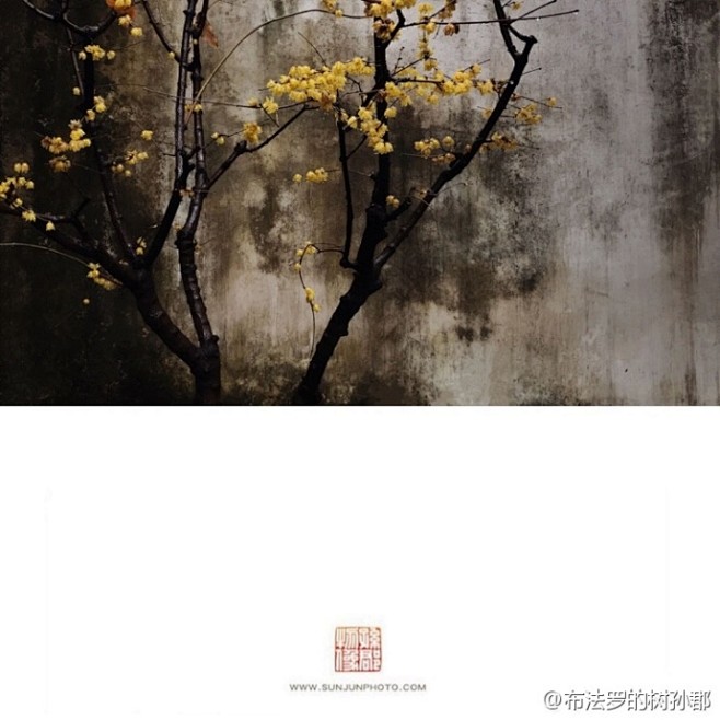 【冬日寻花】与花艺大师凌宗湧先生在网师园...
