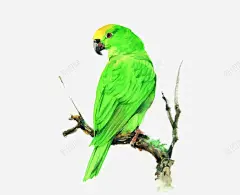 绿色鹦鹉 设计图片 免费下载 页面网页 平面电商 创意素材