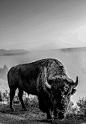 Bison, Yellowstone National Park