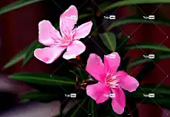 红夹竹桃 美丽的花朵 花 植物群 花壁纸 自然 植物学 盛开