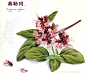 彩铅花卉 奥勒冈
