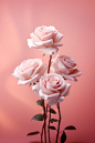 pink roses with a pink background, in the style of dreamy and romantic compositions, photobashing, nikon af600, light and airy, floral accents, award-winning, light beige and white