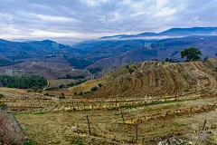 杜罗河谷的乡村和葡萄园