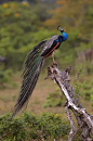 印度孔雀(Pavo cristatus)，成年雄性，鸣叫，栖息在树桩上，亚拉国家公园，斯里兰卡，亚洲图片下载
