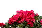 千库网_红色杜鹃花花卉_元素编号12915512