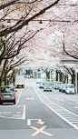 东京今天的样子 还有一些樱花没开满 来自 林初寒 - 微博