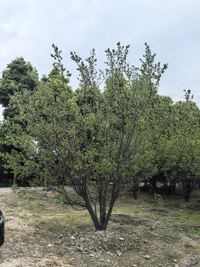 丛生山杏