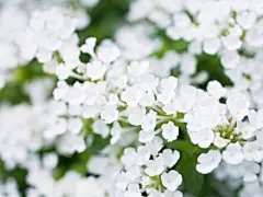 唯美山花烂漫桌面高清壁纸桌面壁纸3