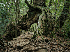 子婳婳婳婳采集到野外参考