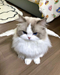 Photo by cats on November 23, 2023. May be an image of ragdoll cat, Persian cat and kitten.