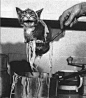 《被打捞的小猫》——被誉为历史上最负盛名的26张照片之一。这并不是一锅小猫靓汤，8周大的小猫咪太想知道主人的晚餐是什么了，她围着面汤锅打转，直到一头栽了进去……被主人捞出来后还不好意思的笑了。猫的世界你永远不懂！