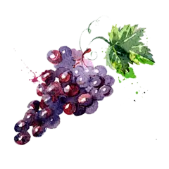 手绘葡萄绿葡萄红葡萄素材免扣