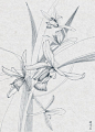 钢笔白描植物花卉_千里772图片专辑-堆糖