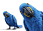 Panasonic 3D Blue Macaws on Adweek Talent Gallery