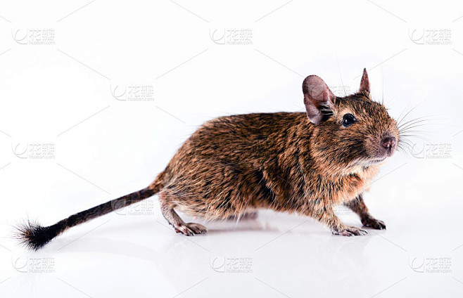 Young degu