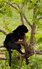 black panther