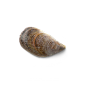 海星海螺贝壳珊瑚海马等 海洋生物主题 高清素材 105.png