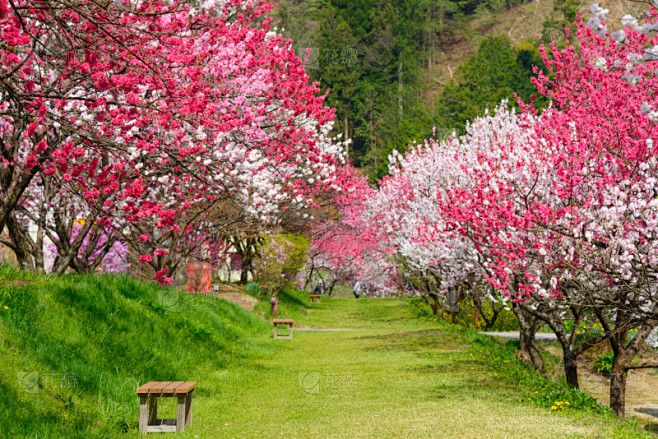 长野县,日本,桃花,泉,美,长椅,里山,...