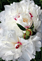 牡丹Paeonia suffruticosa：牡丹与芍药花型叶片非常相似，牡丹为灌木木本，芍药为蓄根草本，牡丹于5月初开花芍药花期晚些，这是它们主要区别。芍药一般可以成活数年，牡丹可以成活30-60年。英语和其他欧洲语言中，牡丹和芍药是同一个词。 #宁静大自然# #花朵花卉# #治愈系唯美# @予心木子