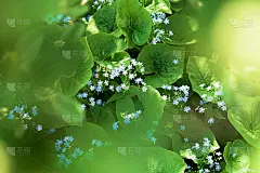 阳光下的小蓝花和圆叶的林间空地。