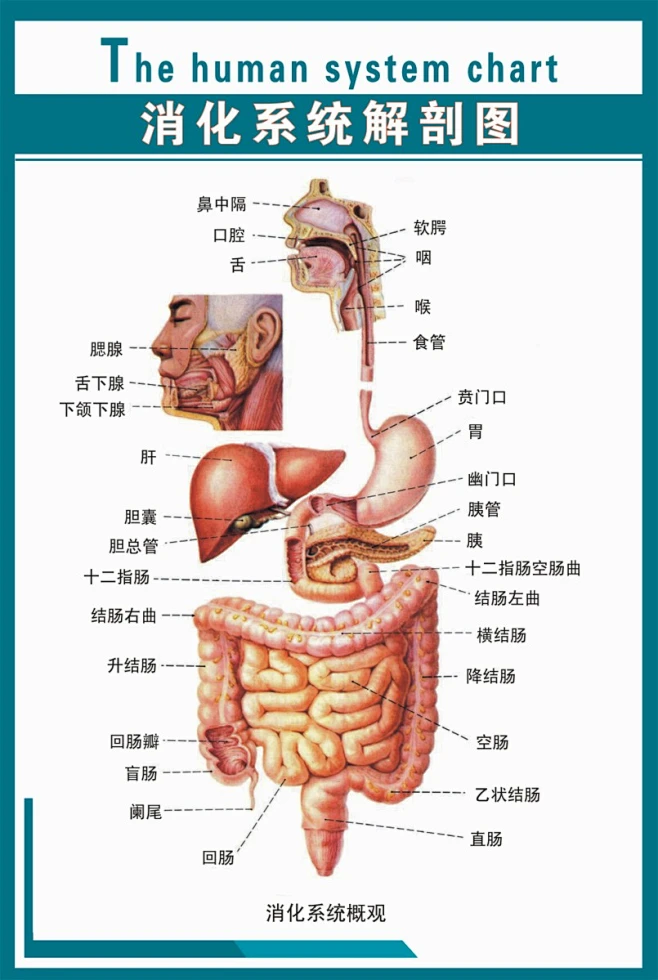 消化系统概观_360图片-花瓣网