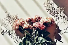 牡丹花高清摄影素材