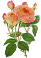 Botanical_70