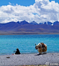 一块去旅行：说不上为什么，就是对西藏一往情深