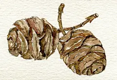 浮岛鲸  的插画 随手捡到的森林小物
