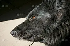 黑色德国牧羊犬特写