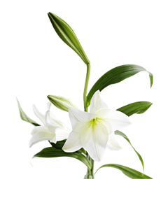 THREEJ采集到花