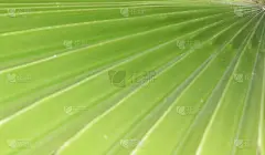 棕榈叶,阴影对焦,美,边框,水平画幅,形状,无人,特写,棕榈树