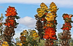 LockLee采集到植物 山龙眼科（针垫花，国王花，银桦）